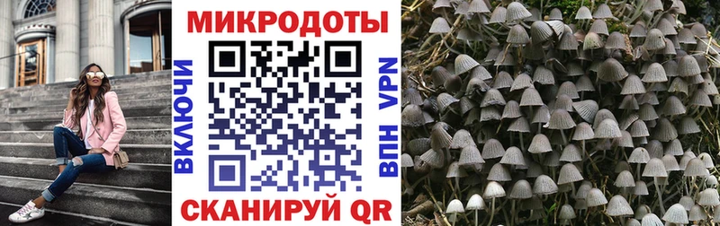 Купить где  Киров  Галлюциногенные грибы Cubensis 