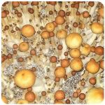 Псилоцибиновые (галлюциногенные)  грибы Psilocybin "Golden Teacher" в Кирове